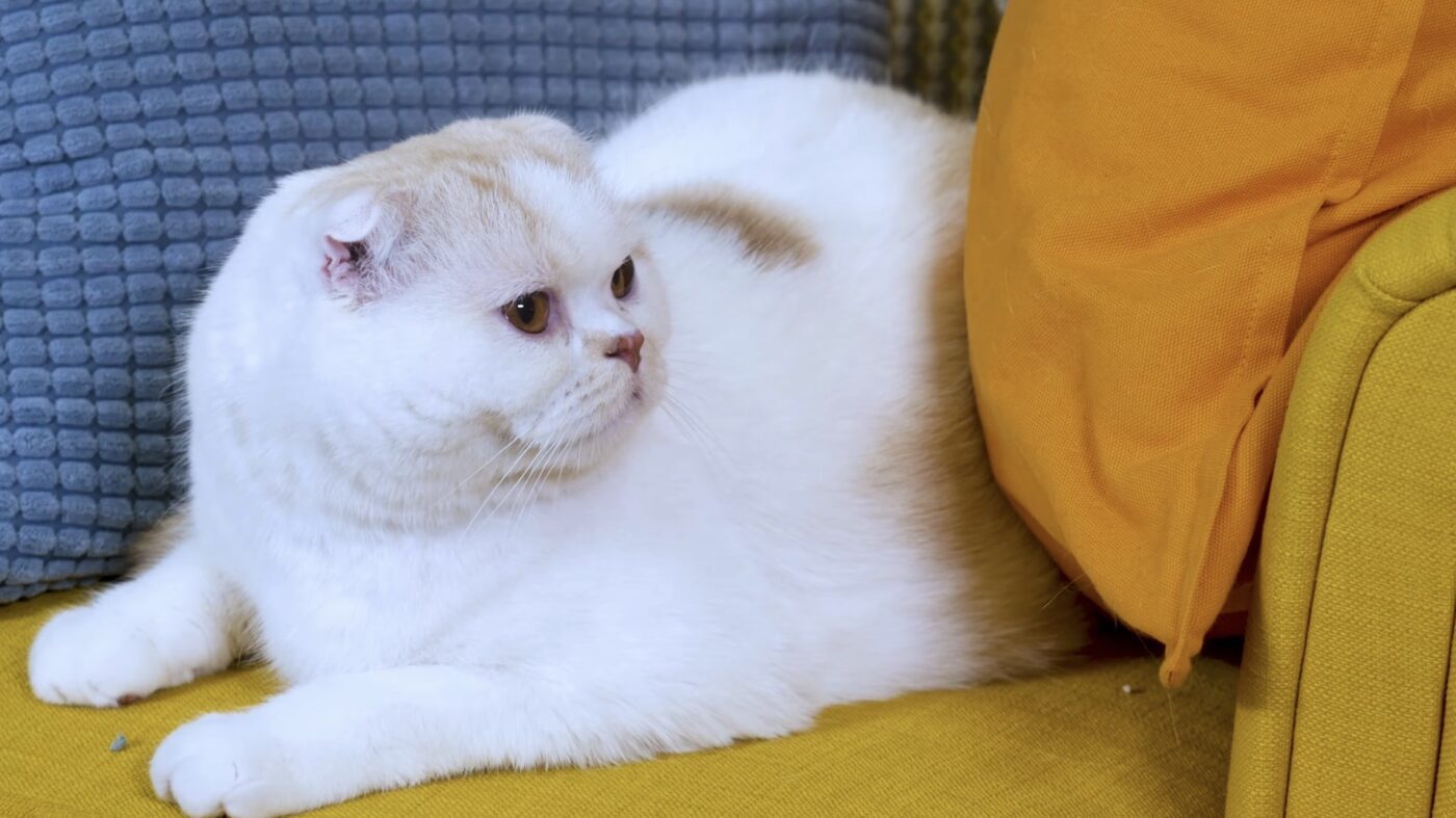 Чому важливо гладити перед сном котів