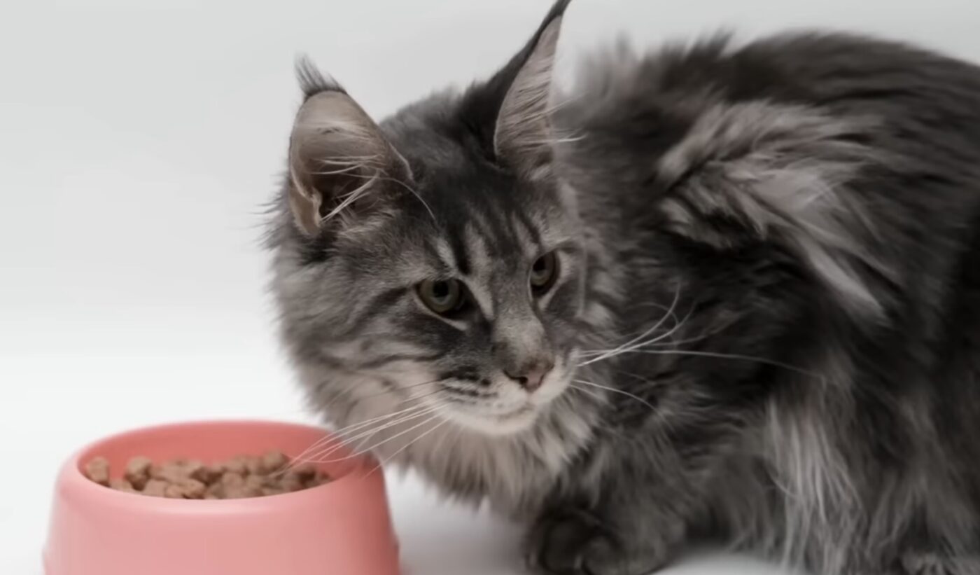 Чому у котів буває мокрий ніс