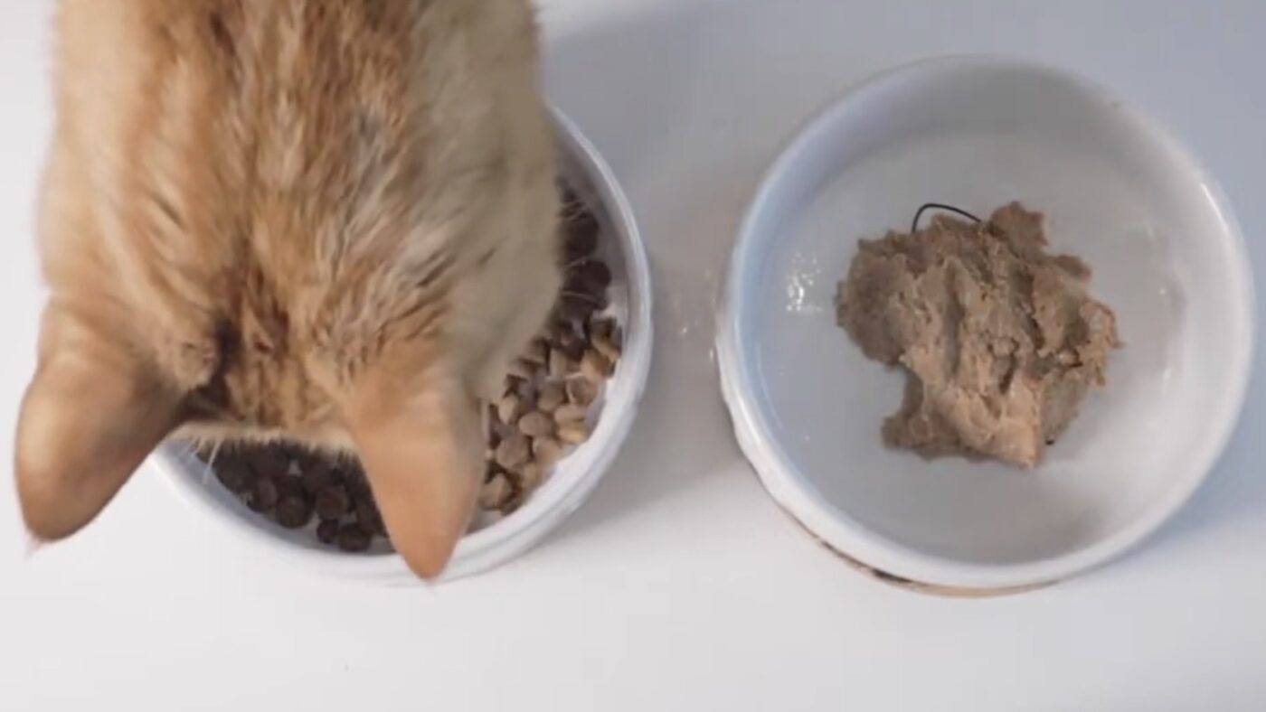 Що додати до раціону кота, аби він менше линяв