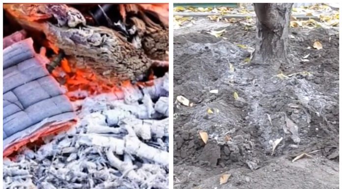 Садівники підказали, які дерева не можна удобрювати деревним попелом