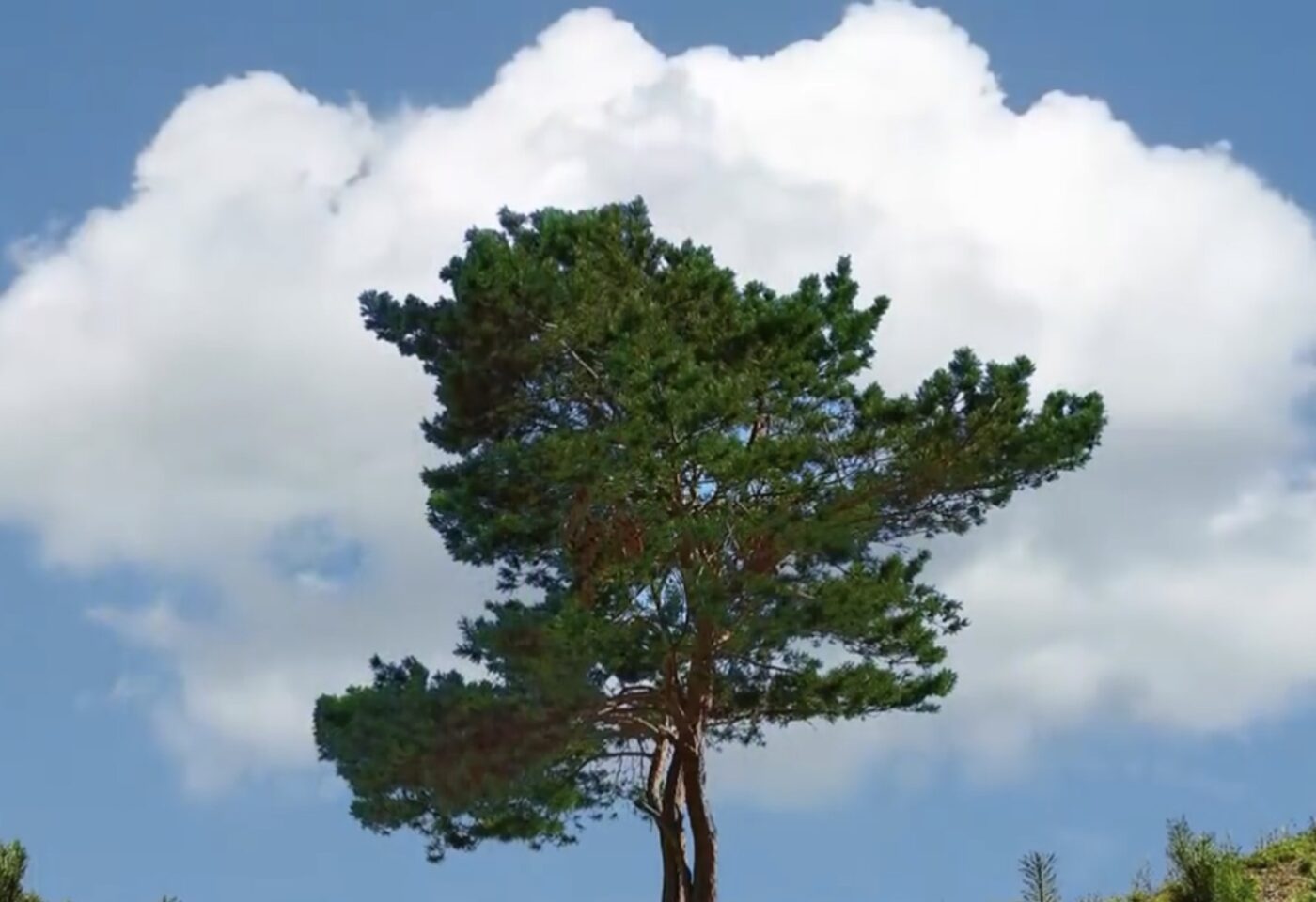 Які дерева не можна удобрювати деревним попелом