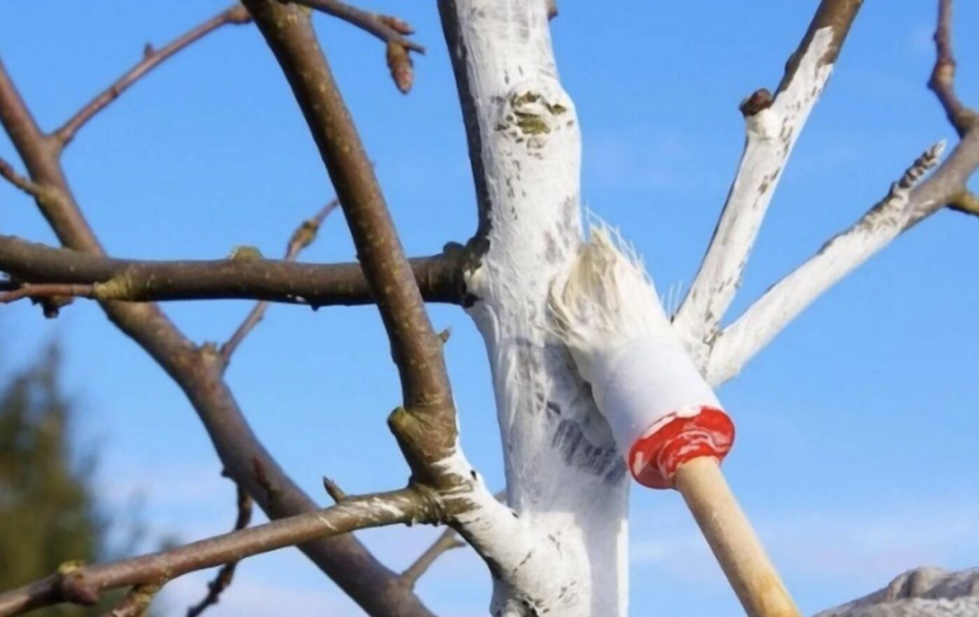 Як захистити дерева від тріскання взимку