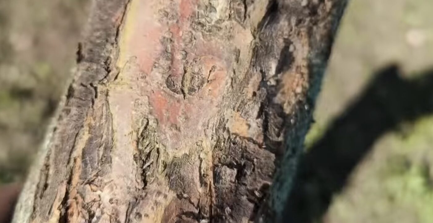 Як захистити дерева від тріскання взимку