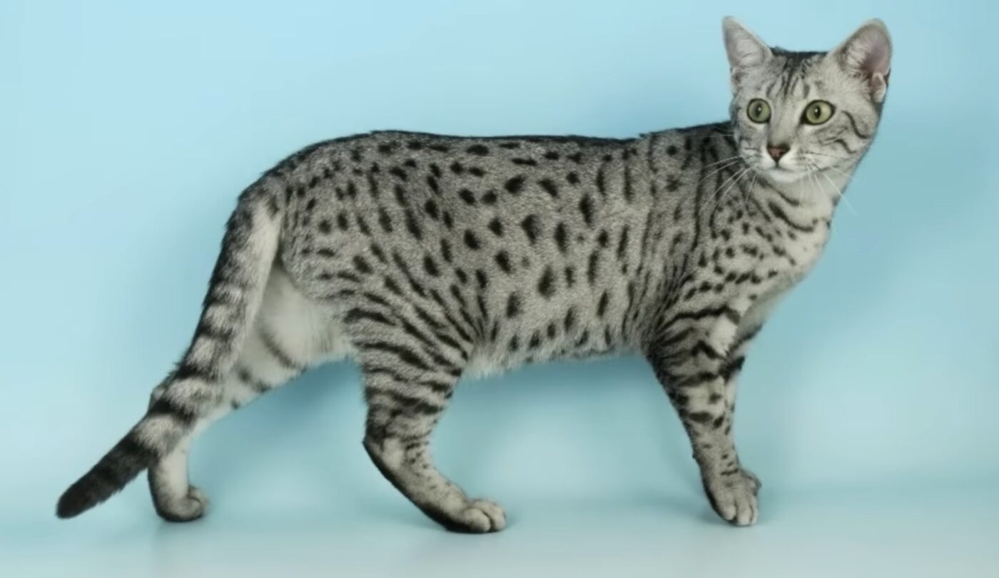 Що додати до раціону кішки для заспокоєння нервової системи