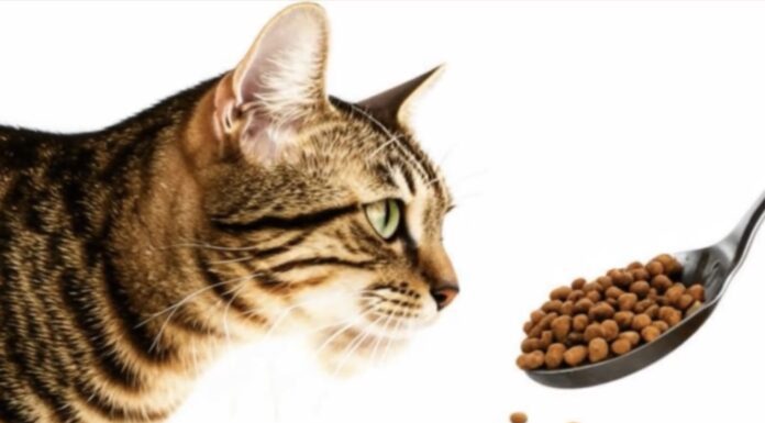 Ветеринари пояснили, що додати до раціону кішки для заспокоєння нервової системи