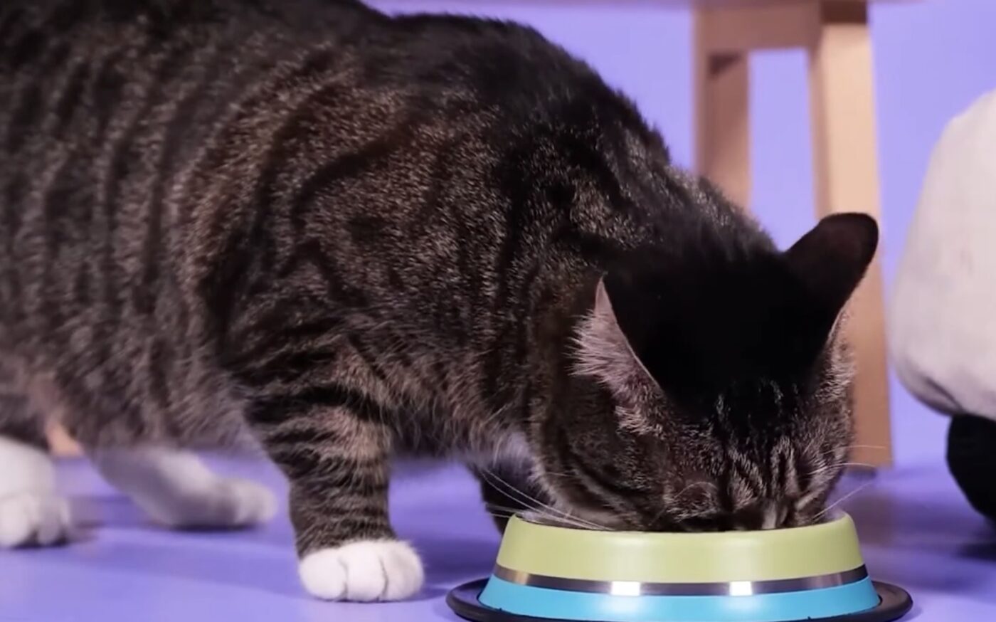 Що додати до раціону кішки для заспокоєння нервової системи