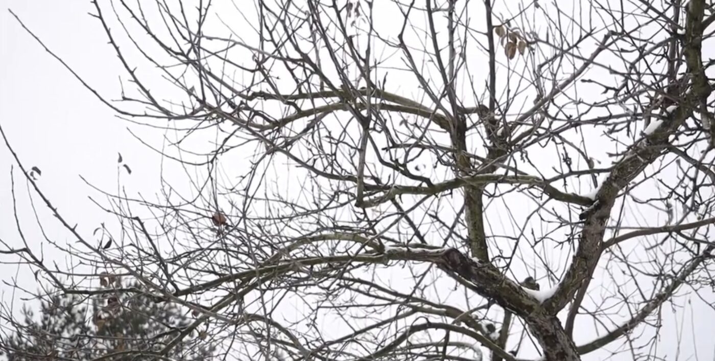 Три види дерев, які варто обрізати в лютому