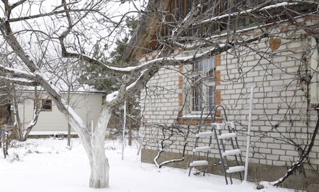 Три види дерев, які варто обрізати в лютому