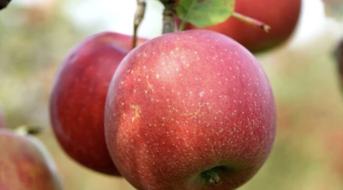 Ці 5 сортів яблук допоможуть краще перетравлювати їжу: експерти радять включити їх у раціон Дієтологи порадили пʼять сортів яблук, які допоможуть роботі кишківника