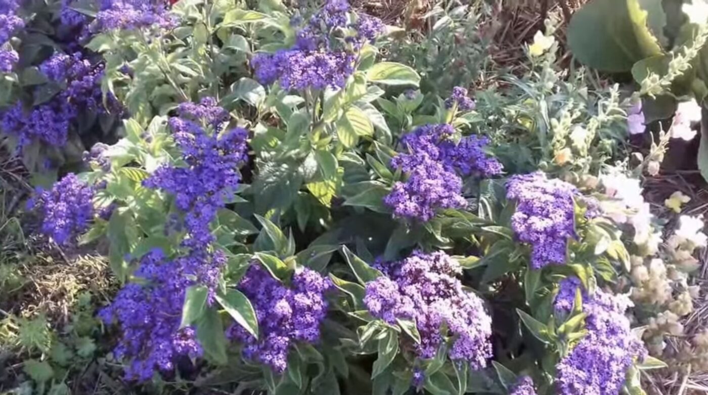 Багаторічна квітку, яка має аромат ванілі