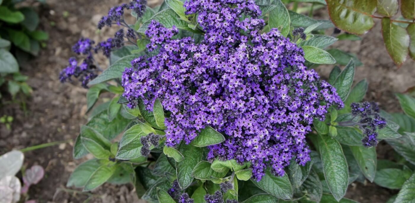 Багаторічна квітка, яка має аромат ванілі