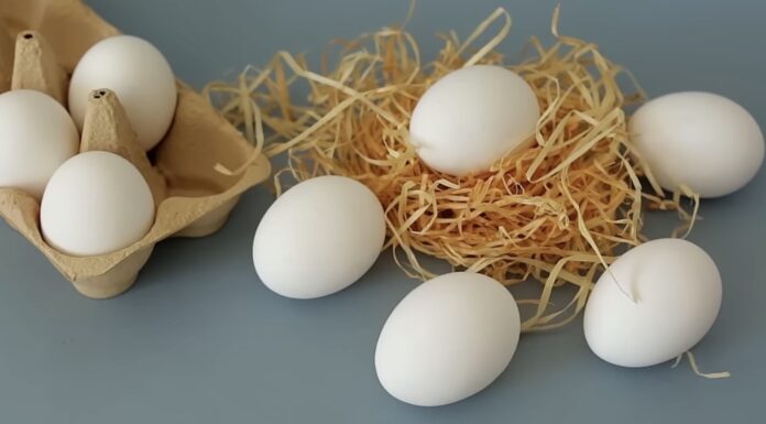 Чи безпечно їсти курячі яйця щодня? Лікарі дали 1 чітку відповідь – ось у чому прихована небезпека Лікарі розповіли, чи безпечно вживати курячі яйця щодня