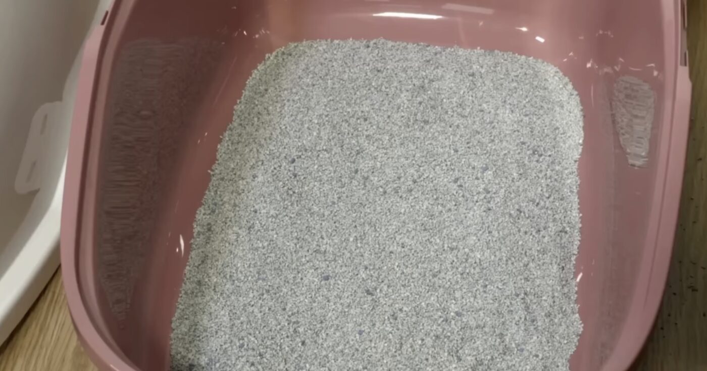 Як прибрати стійкий запах з котячого лотка