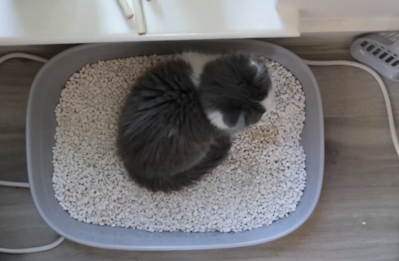 Як прибрати стійкий запах з котячого лотка