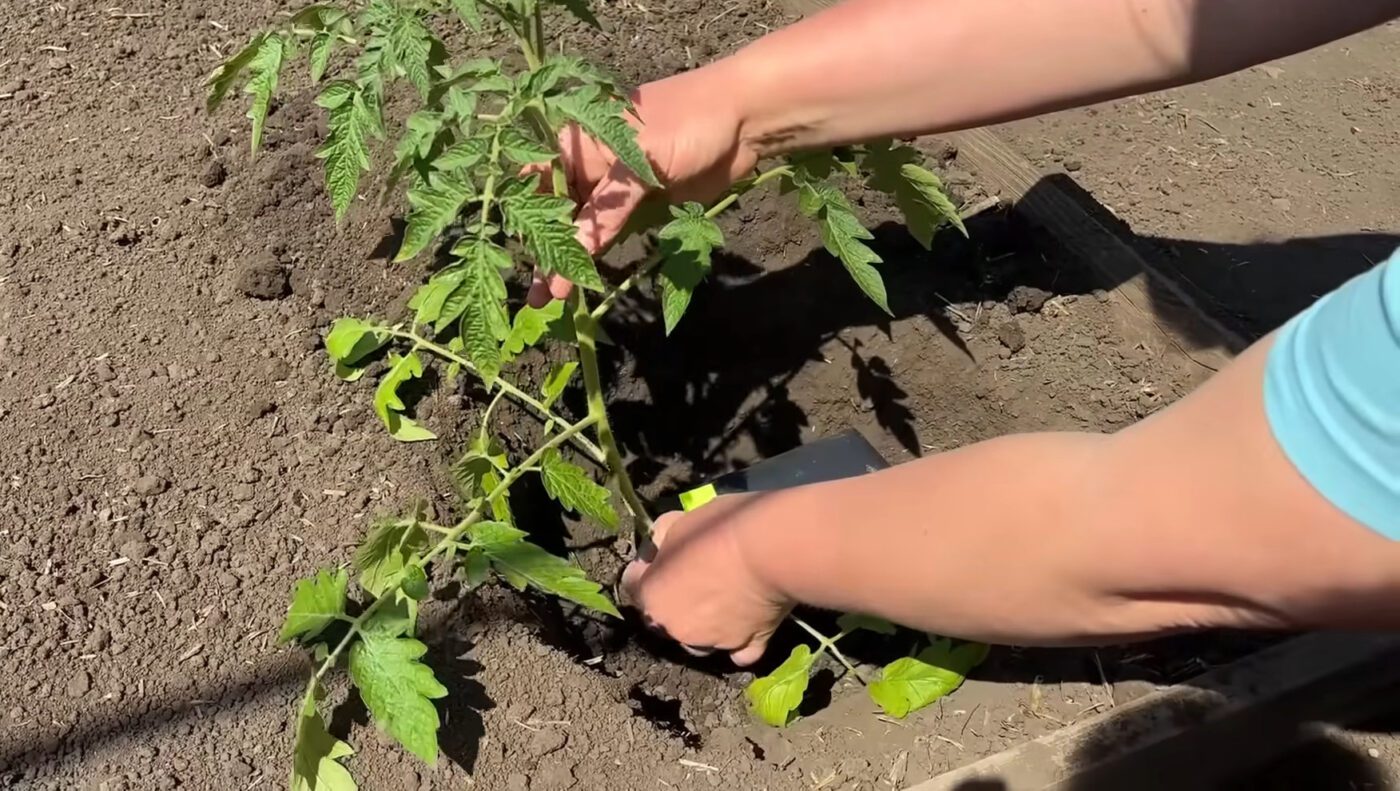 Фермери пояснили, навіщо додавати кісткове борошно у лунки під розсаду