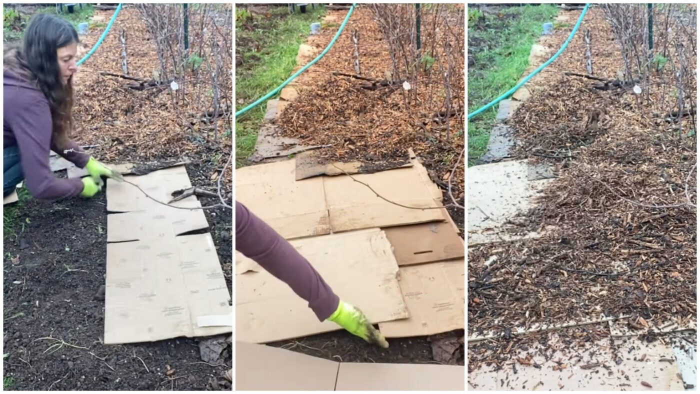 Як правильно замульчувати малинник старими картонними коробками