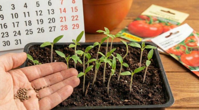 Насіння помідорів проростає на 4 дні раніше, ніж “по інструкції”: розкриваю власну хитрість замочування Домашній метод замочування насіння томатів для швидких сходів