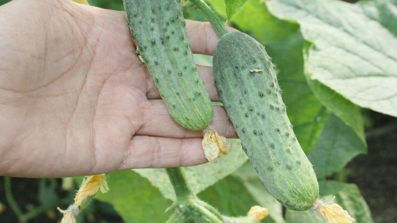 Високоурожайні та смачні гібриди огірків для салатів і консервації