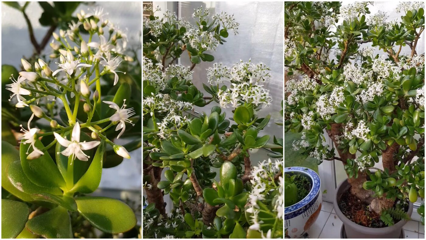 Квітникарі пояснили, чим підживити товстянку для пишного цвітіння