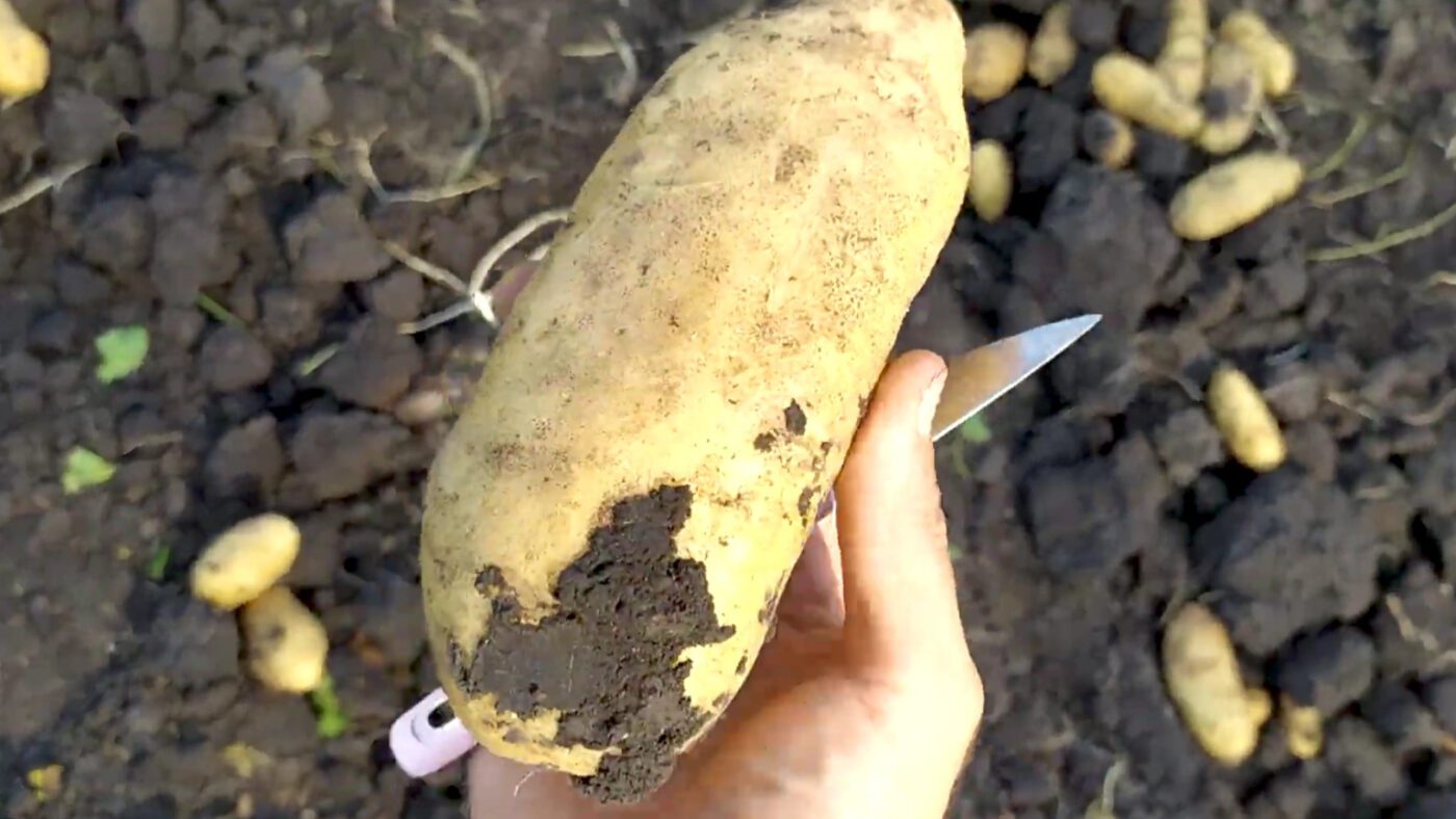 Витривалі та високоврожайні сорти картоплі для відкритого ґрунту