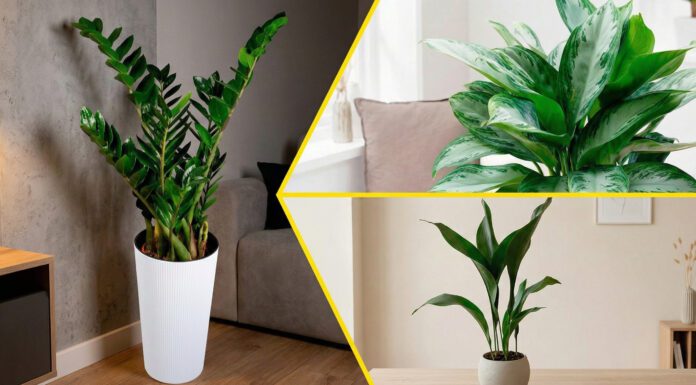 Флористи назвали кімнатні рослини для затінених кімнат у квартирі