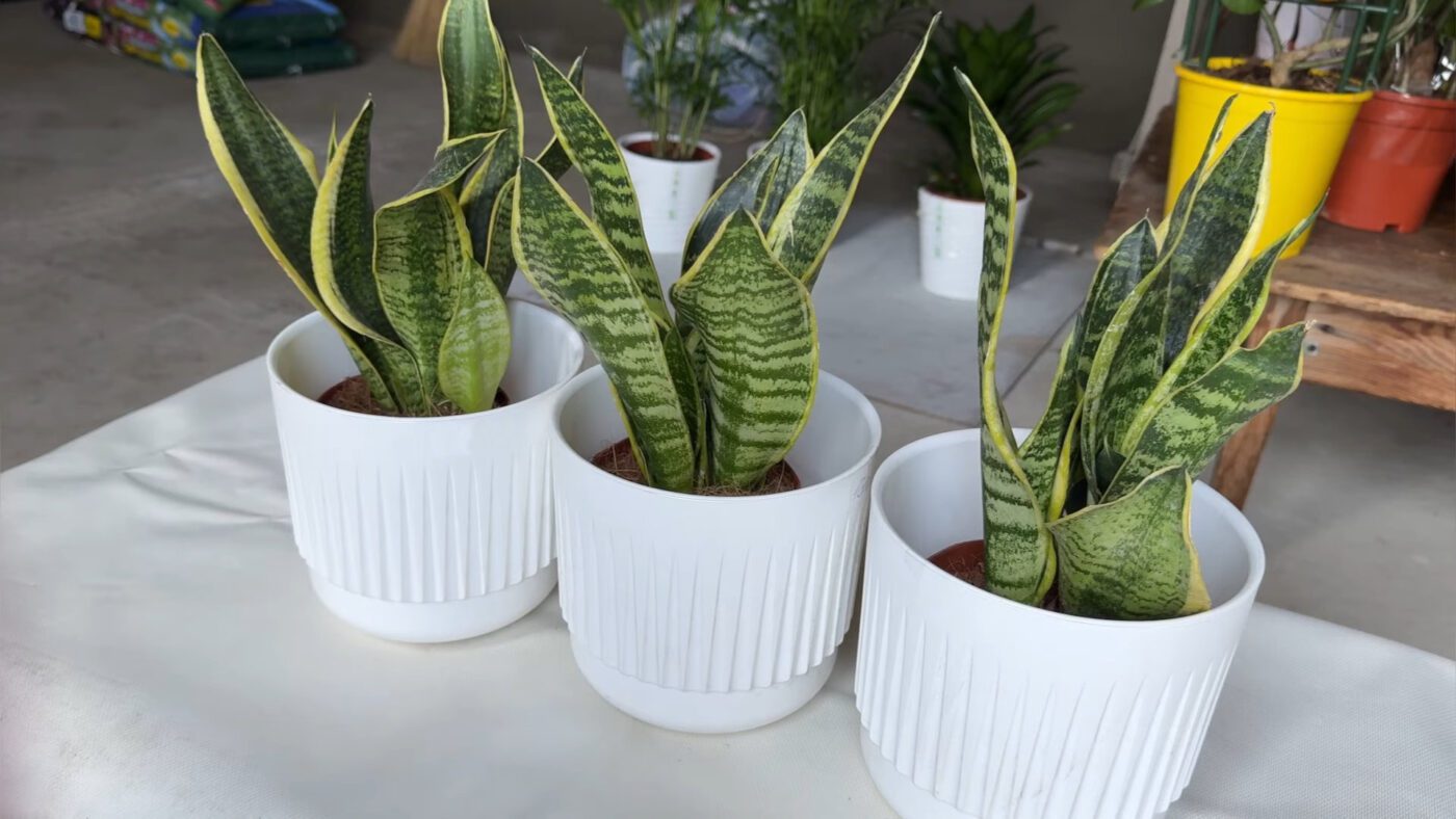 Флористи назвали кімнатні рослини для затінених кімнат у квартирі