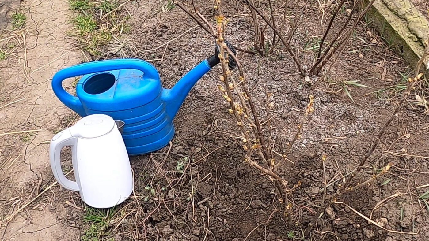 Як правильно обливати смородину окропом проти шкідників та грибків