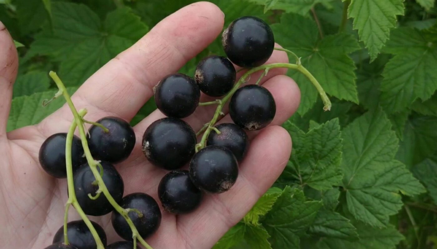 Які продукти впливають на пам'ять та концентрацію. Фото: скріншот з відео