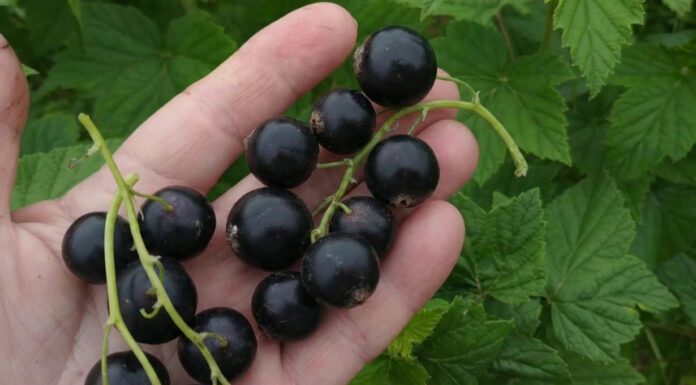 Це вже не смородина, а справжній виноград: 2 сорти, які дають величезний врожай навіть на півночі України Садівники порадили 2 високоврожайних сорти чорної смородини