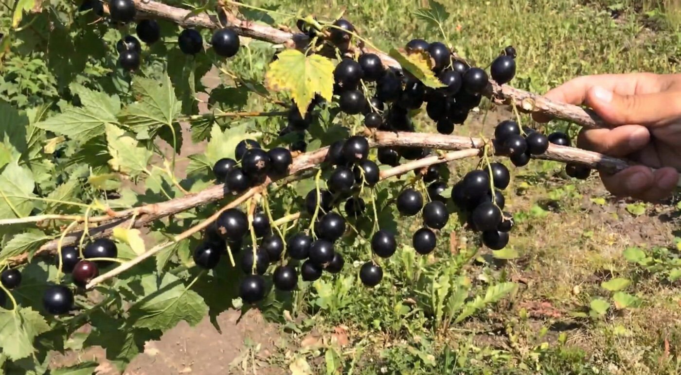 Садівники порадили 2 високоврожайних сорти чорної смородини
