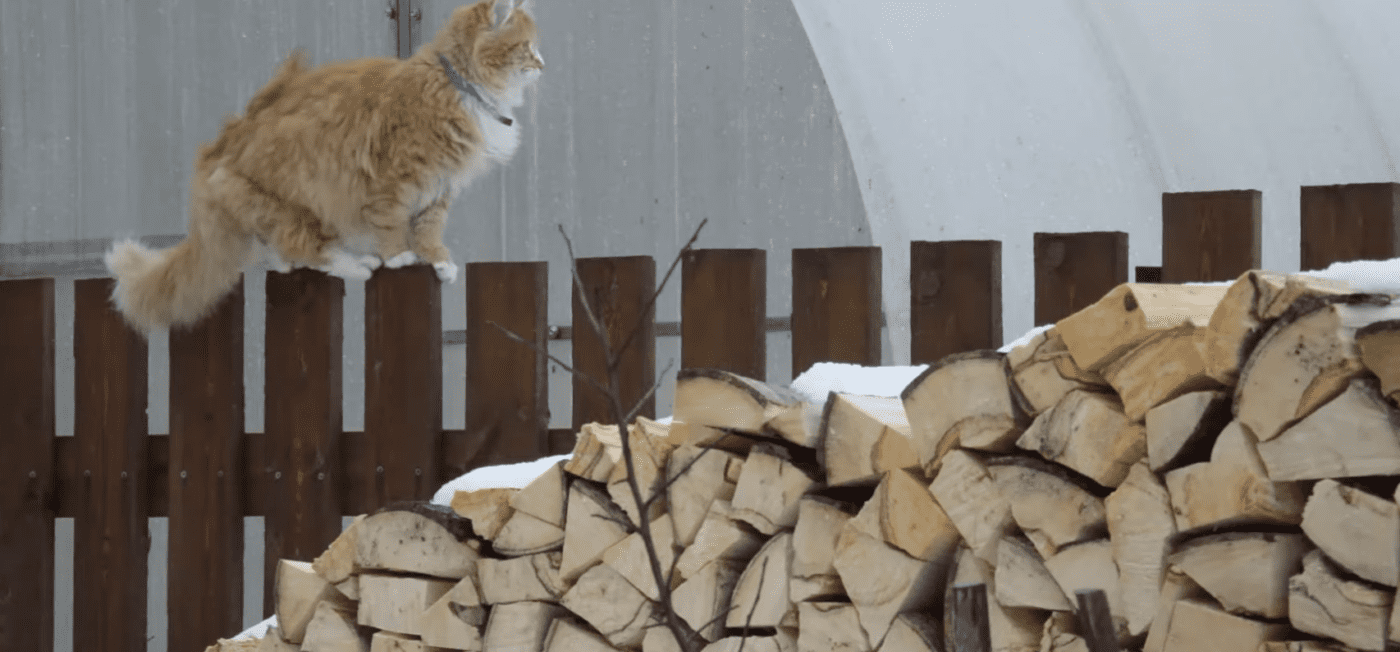 Як швидко розпалити сирі дрова