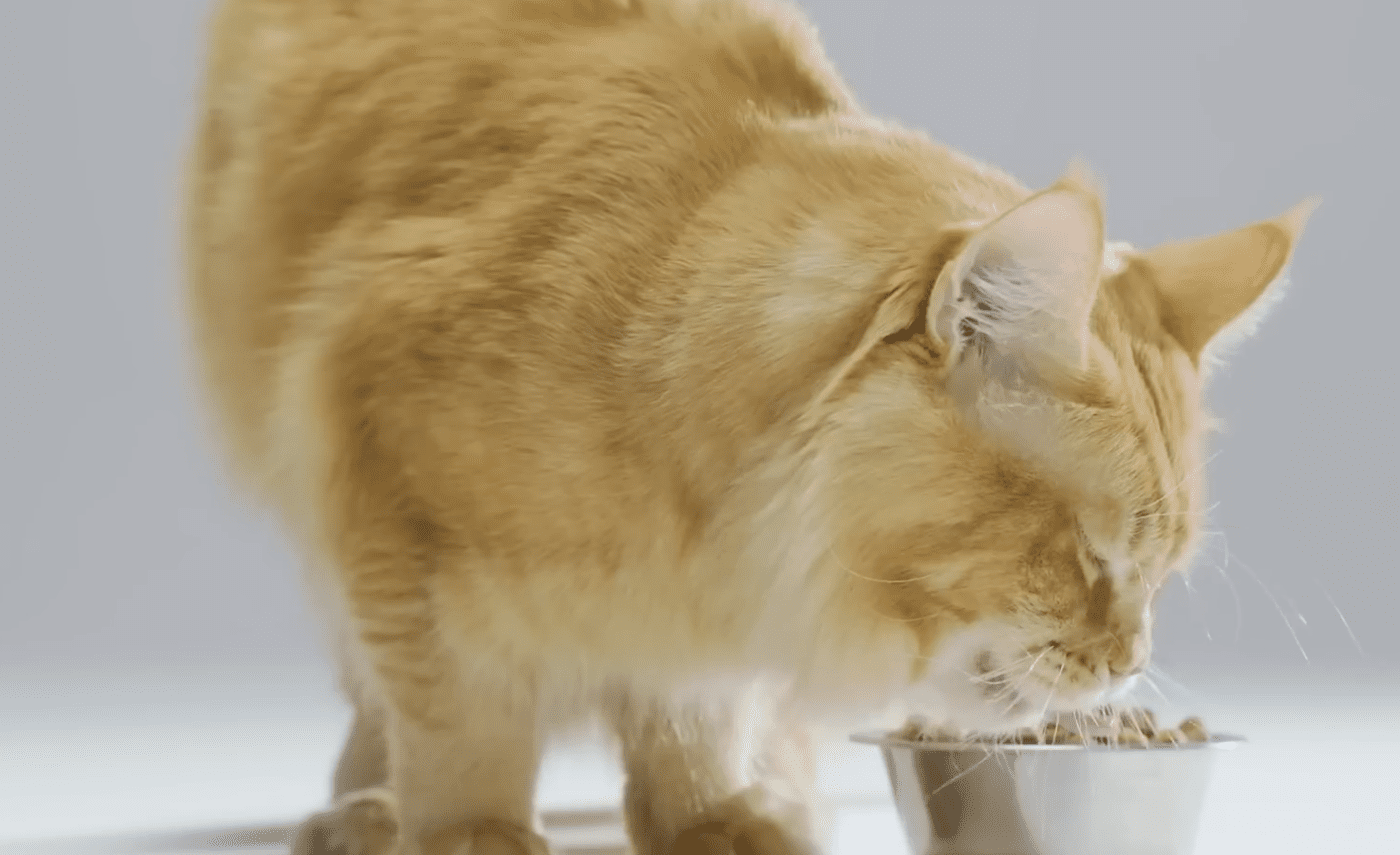 Чи обов'язково чистити зуби котам