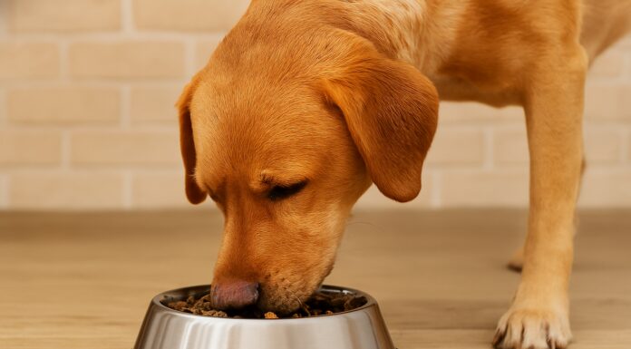 Скільки разів щодня треба годувати собаку, щоб вона була щаслива: більше можна, менше – НІ Скільки разів на день слід годувати собаку