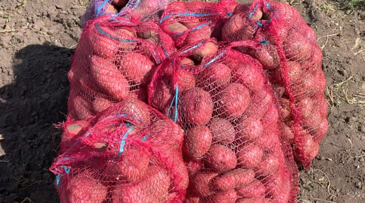 Найкращі сорти картоплі для мінливої погоди та бідного ґрунту