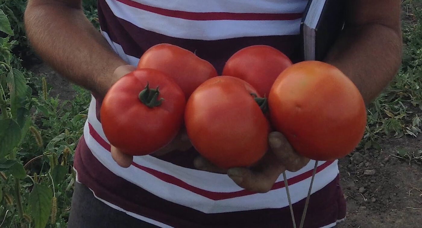 Городники порадили 5 врожайних гібридів томатів для відритого ґрунту та теплиць