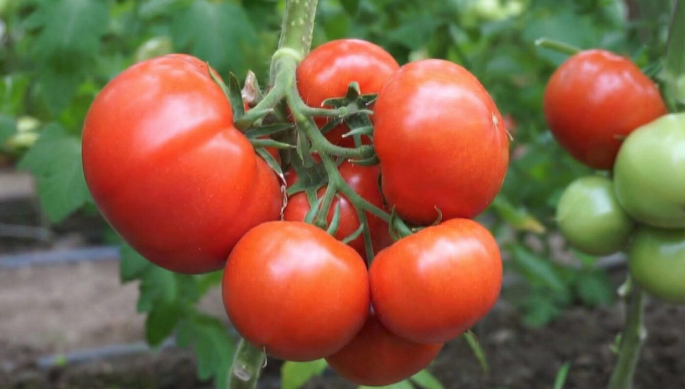 Чи можна саджати картоплю поруч з помідорами. Фото: скріншот з відео