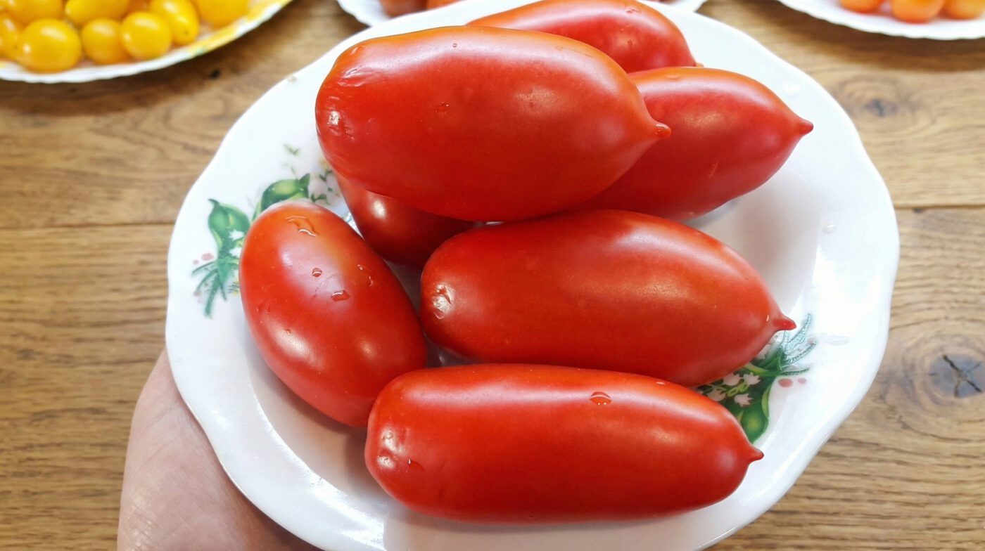 Найурожайніші сорти помідорів для консервації та свіжих салатів