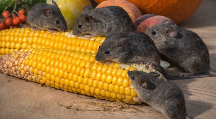 Як назавжди позбутися мишей та щурів у коморі