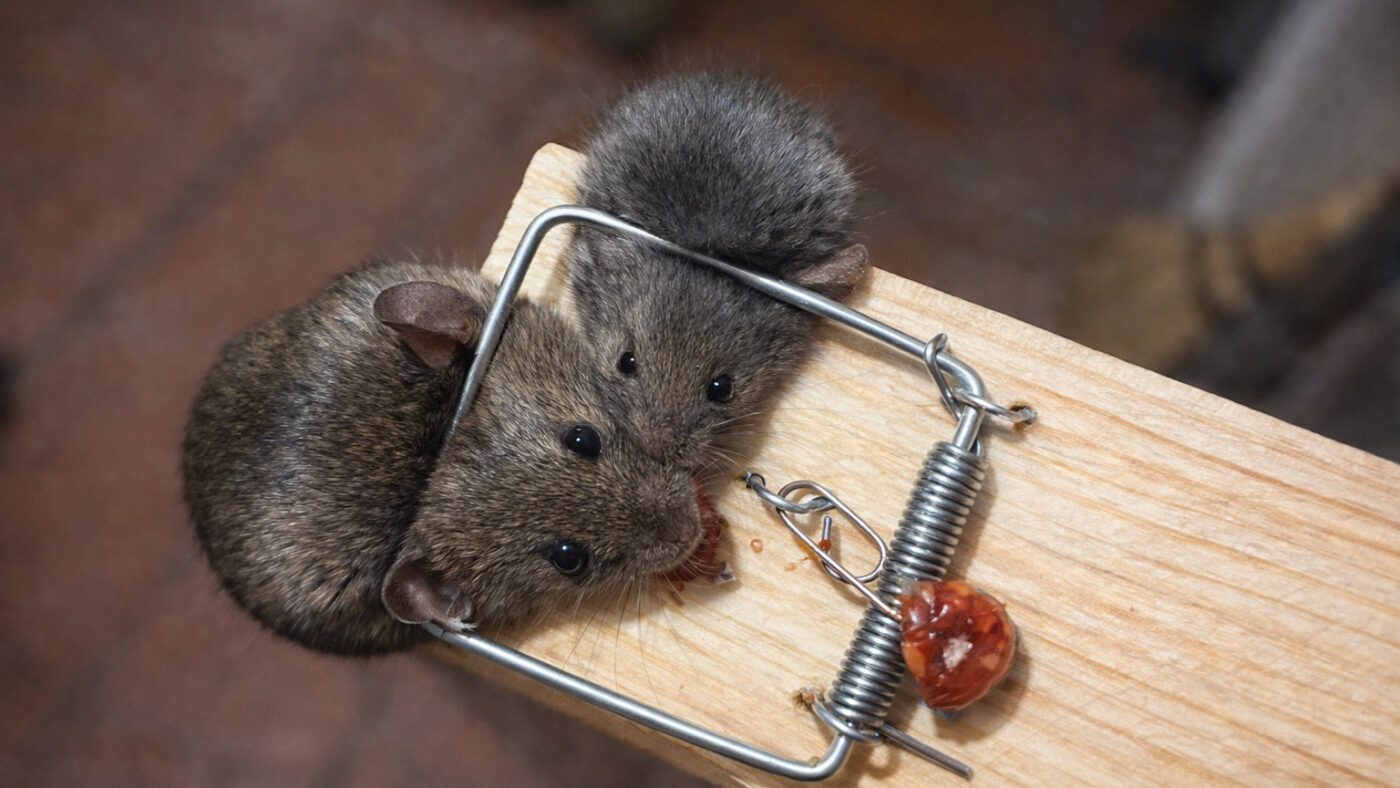 Як назавжди позбутися мишей та щурів у коморі