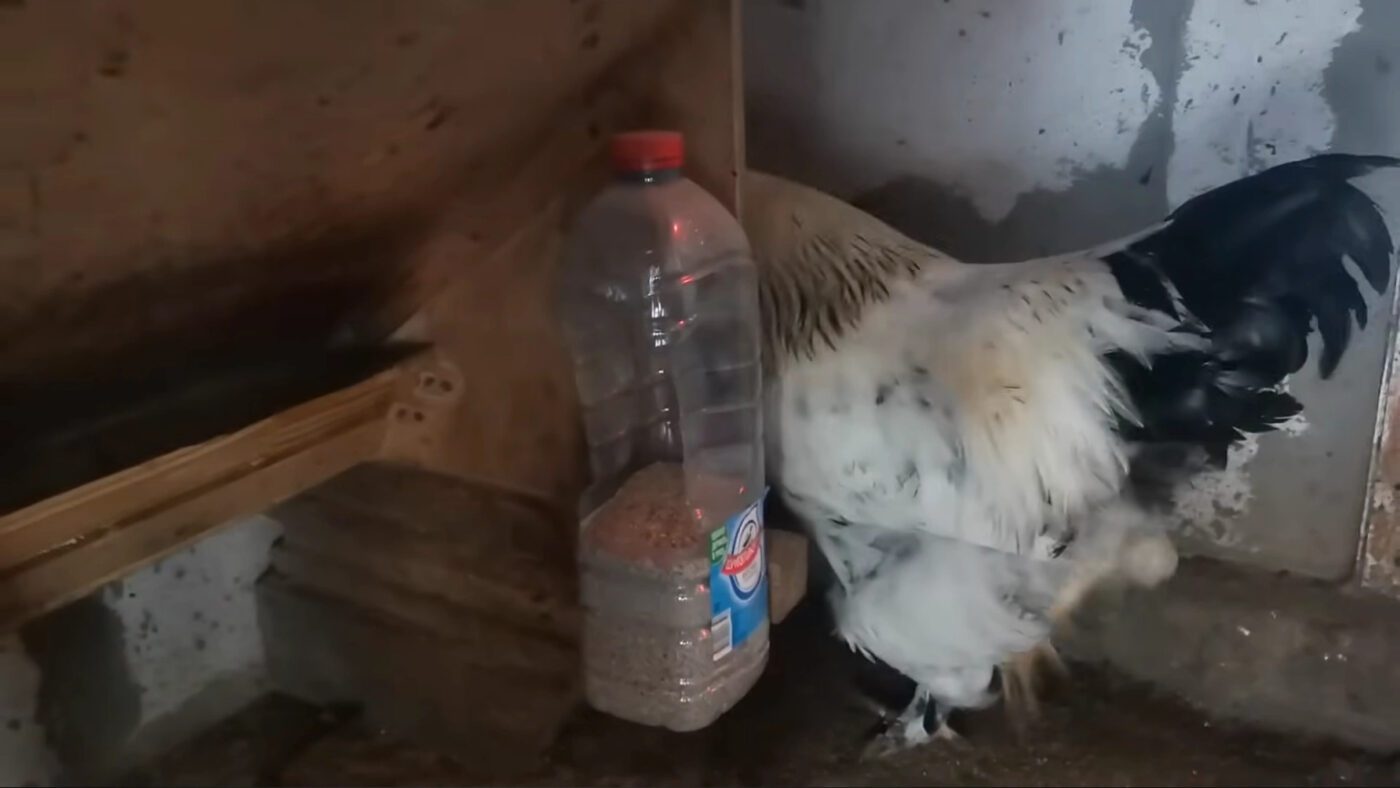 Як захистити курник від щурів та мишей підручними засобами