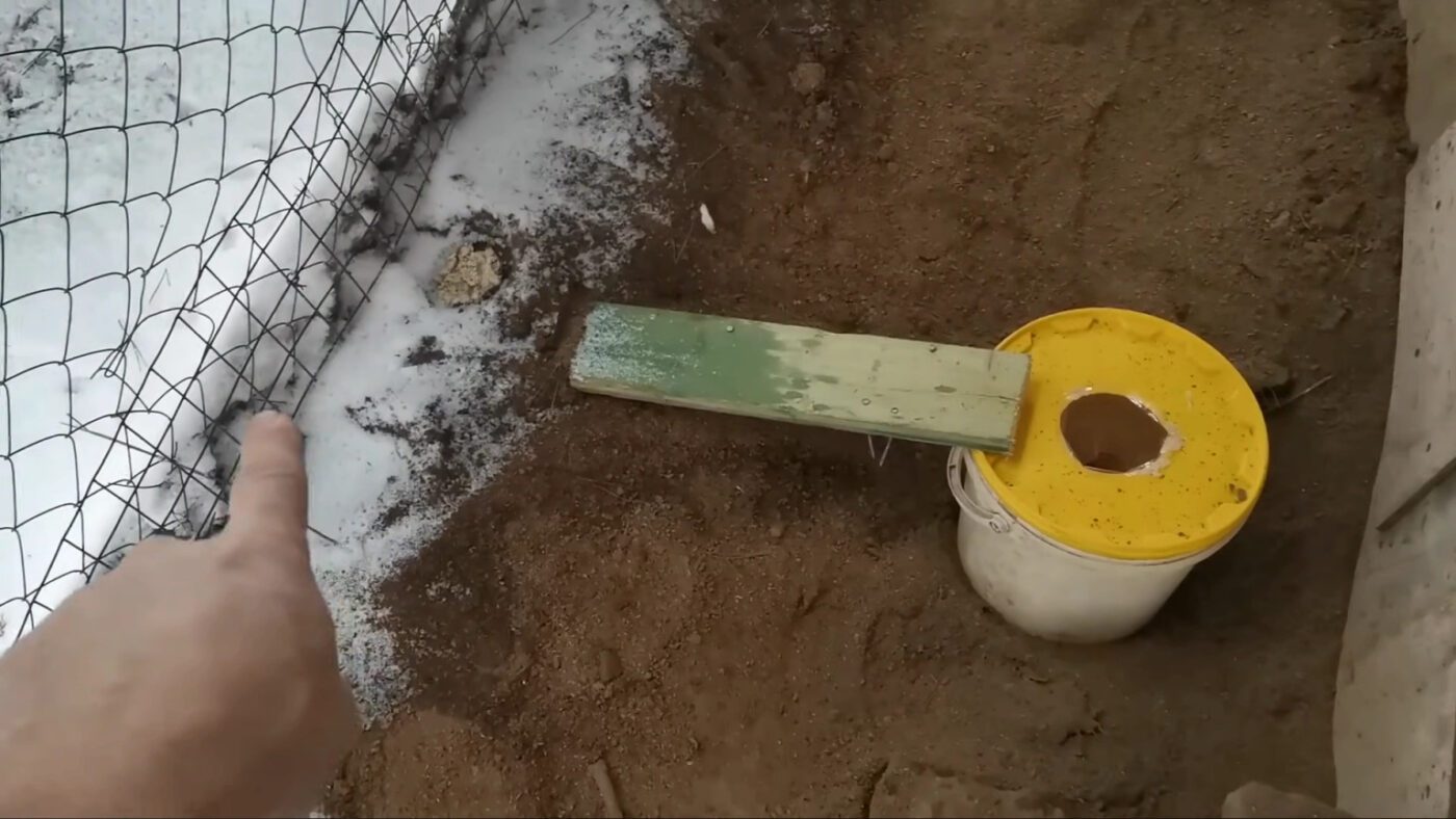 Як захистити курник від щурів та мишей підручними засобами