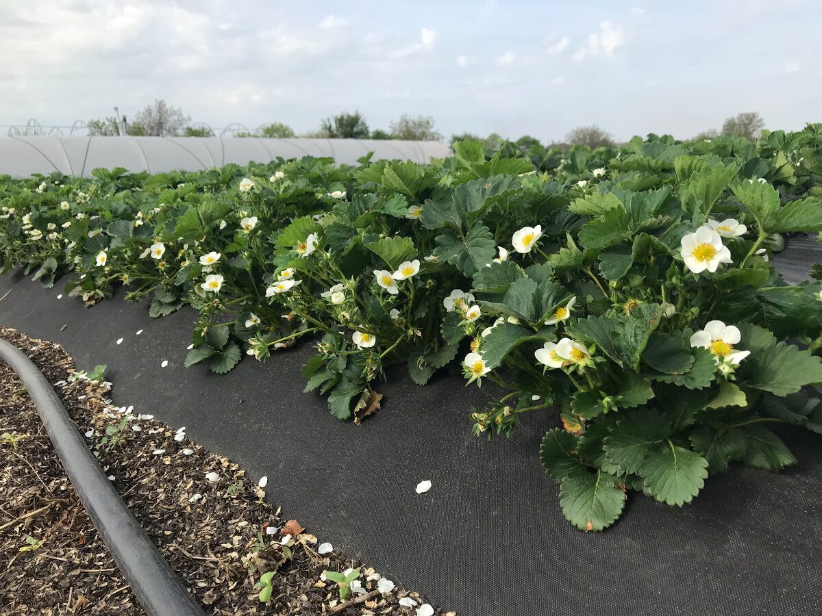 Садівники розповіли, яке добриво використовувати для покращення цвітіння та врожайності полуниці