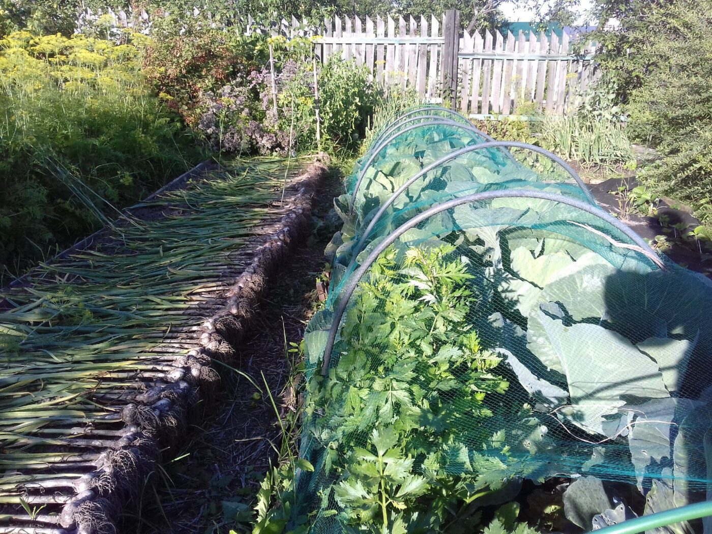 Городники розповіли, що можна покласти в лунку для покращення росту капусти — порада