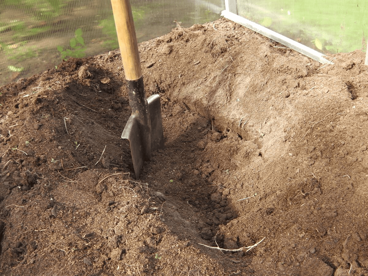 Експерти розповіли, чим та як правильно обробляти ділянку від шкідників — проста порада