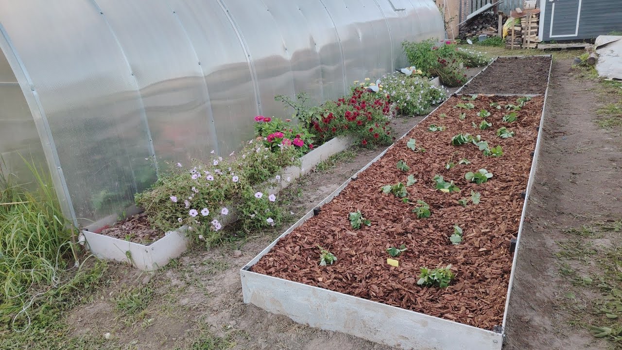 Експерти порадили, як використовувати скляну банку на грядці, аби вона принесла багато користі