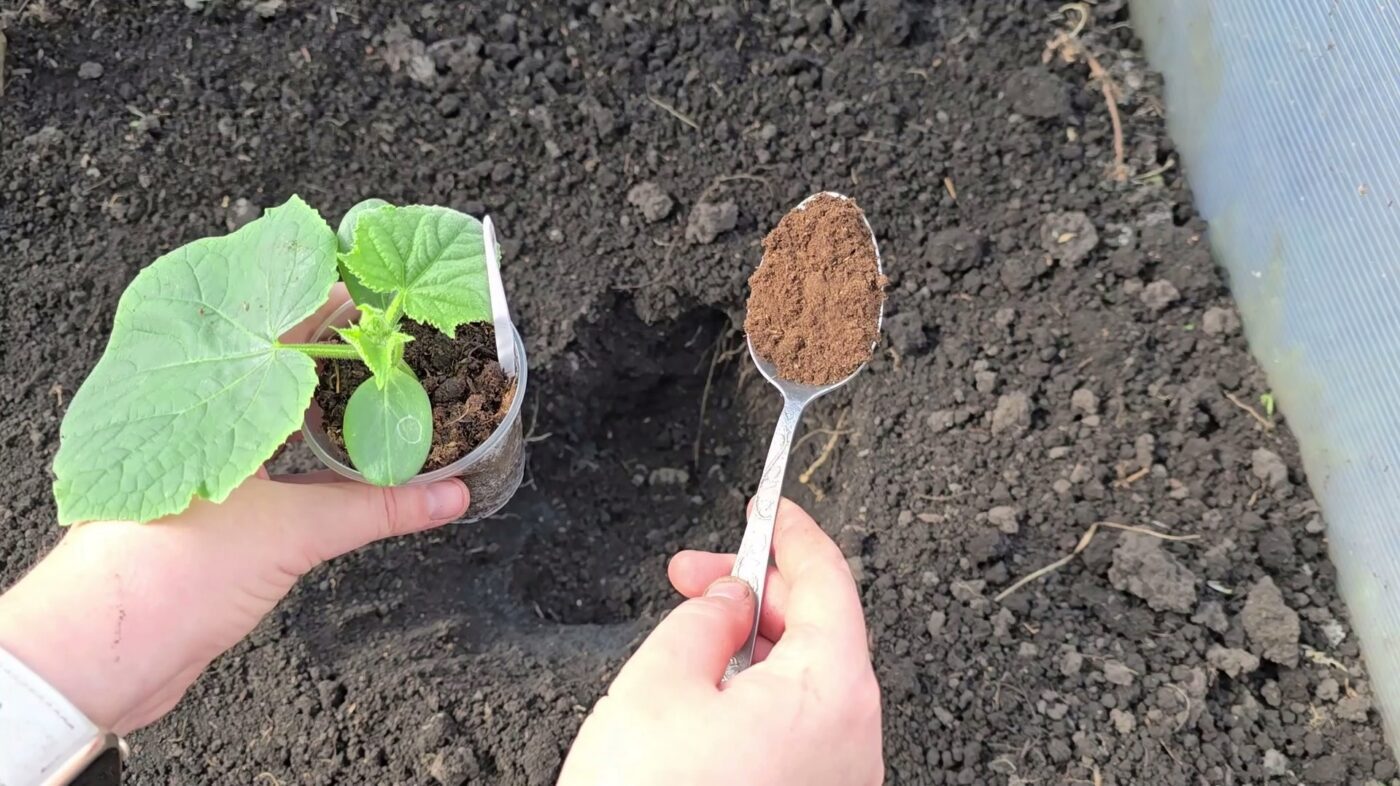 Городники порадили простий спосіб покращення росту та плодоношення огірків — засіб у лунку