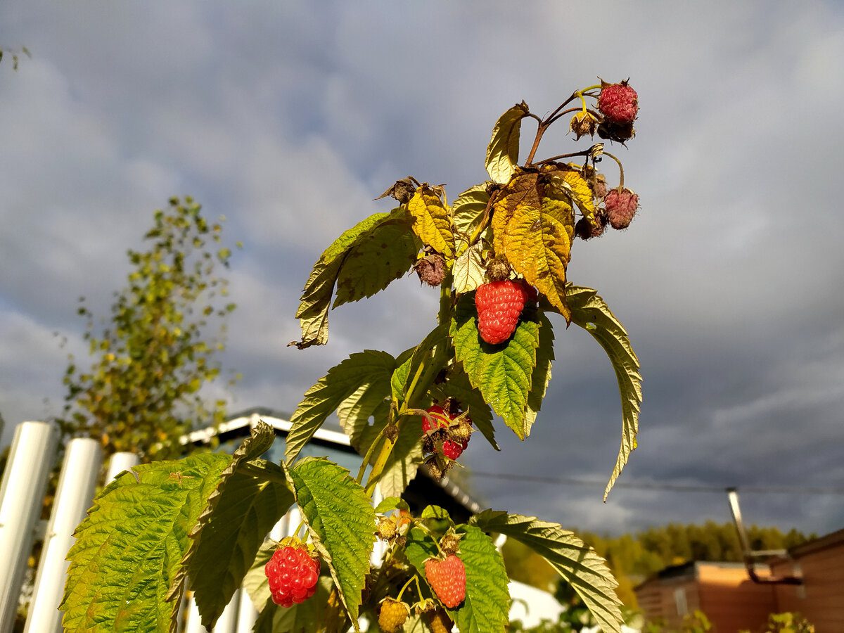Садівники порадили, яке добриво найкраще давати малині, аби вона росла соковитою та великою