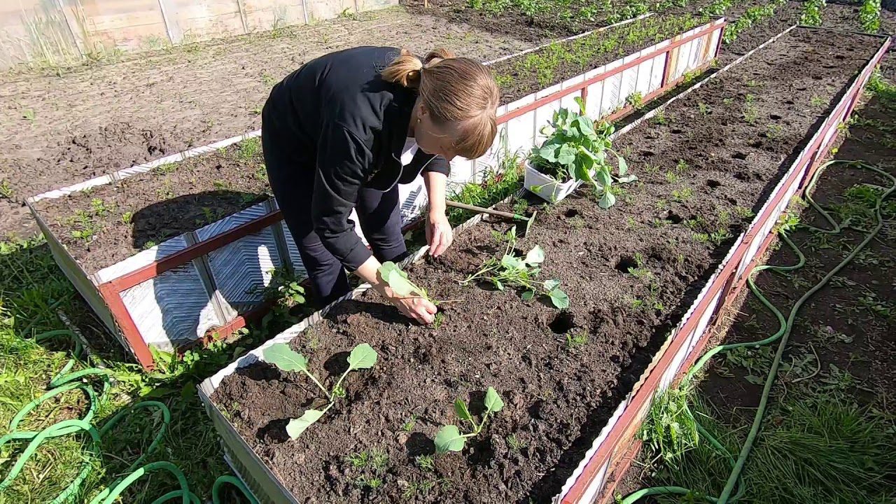 Городники розповіли, яке просте підживлення покласти в лунку під час посадки капусти
