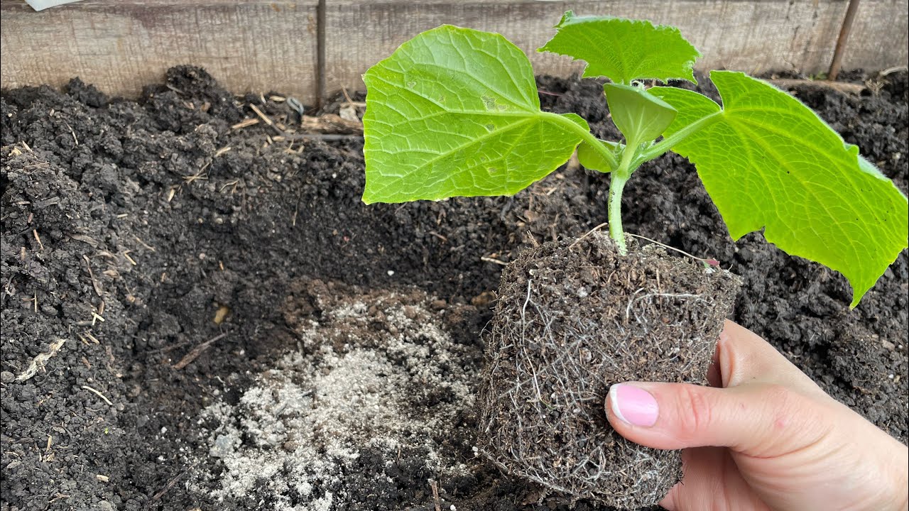 Городники порадили простий спосіб покращення росту та плодоношення огірків — засіб у лунку