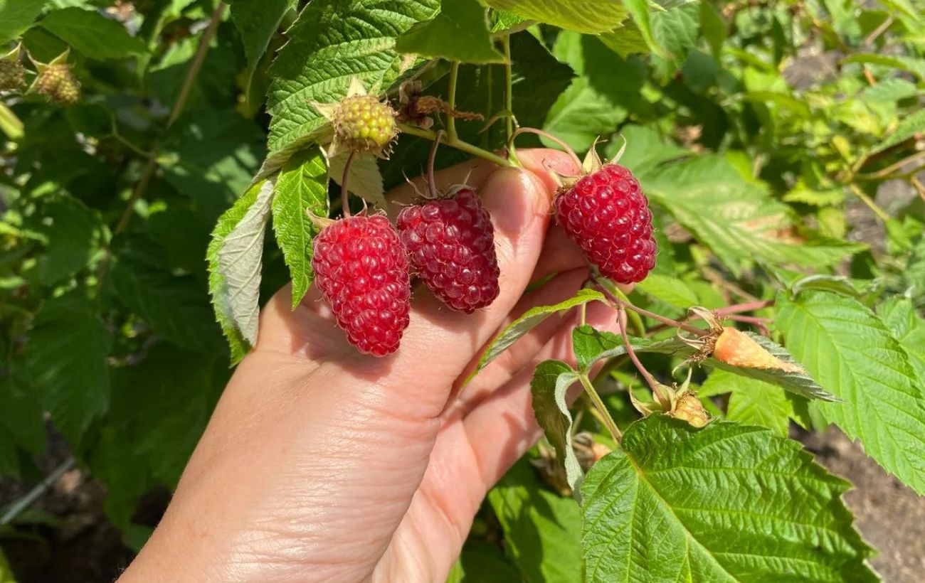 Садівники порадили, яке добриво найкраще давати малині, аби вона росла соковитою та великою